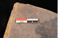 Foto (Detailsansicht) von Fagus feroniae Unger (NHMW-GEO-2024-0188-0982)